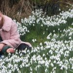 Shepton Snowdrops Festival