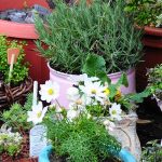 Container Gardening