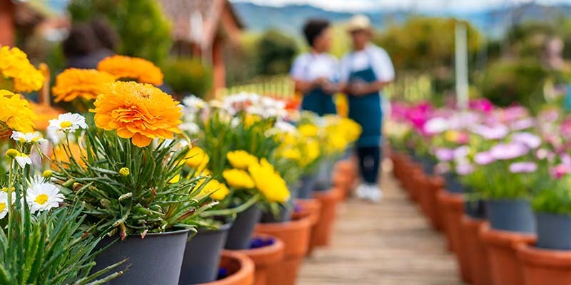 Summer Plant Fair at Batcombe House